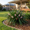 Hyacinth Grass