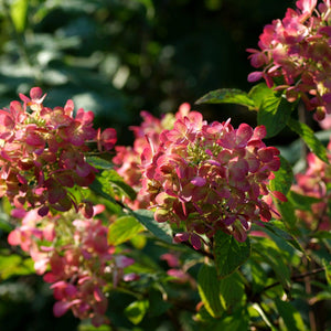 Diamond Rouge Hydrangea