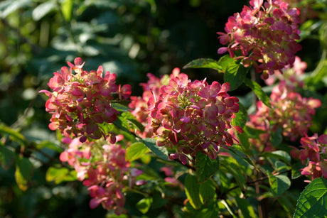 Diamond Rouge Hydrangea - Hydrangea macrophylla 'Diamond Rouge' - Brisbane Plant Nursery