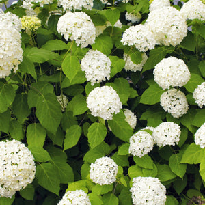 Magical Pearl Hydrangea