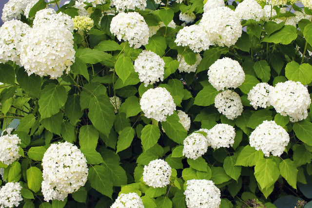 Magical Pearl Hydrangea - Hydrangea macrophylla 'Magical Pear'l - Brisbane Plant Nursery