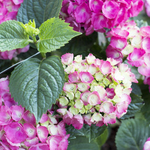 Obsidian Storm Cloud Hydrangea