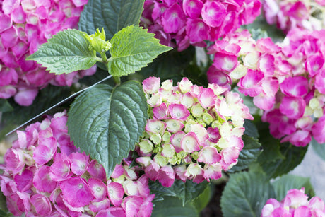 Obsidian Storm Cloud Hydrangea - Hydrangea macrophylla 'Obsidian Storm Cloud' - Brisbane Plant Nursery