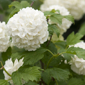 White Knight Hydrangea