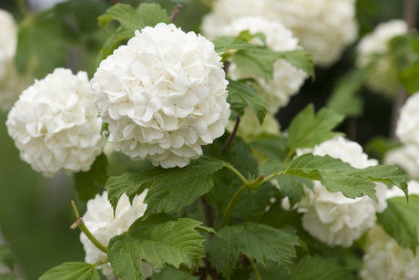 White Knight Hydrangea - Hydrangea macrophylla 'White Knight' - Brisbane Plant Nursery