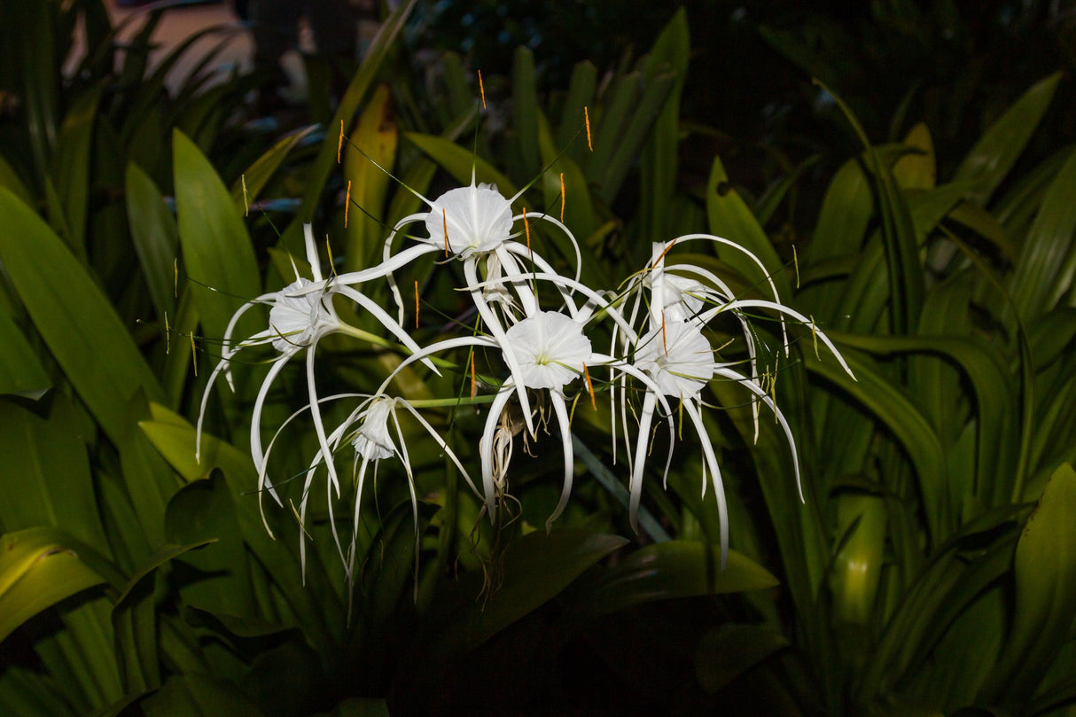 Peruvian Daffodil - Hymenocallis speciosa - Brisbane Plant Nursery