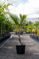 Bottle Palm - Hyophorbe lagenicaulis - Brisbane Plant Nursery