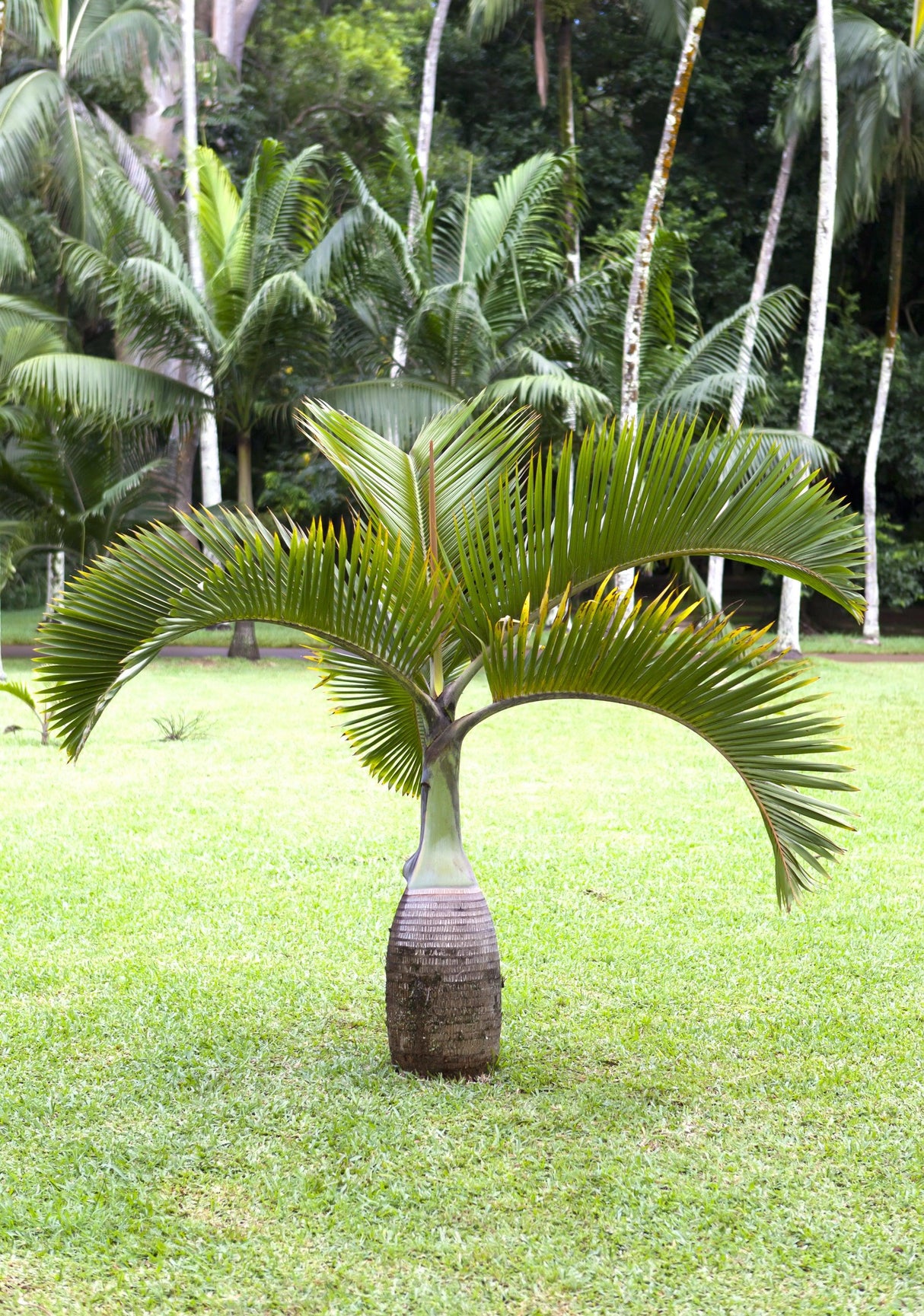 Bottle Palm - Hyophorbe lagenicaulis - Brisbane Plant Nursery