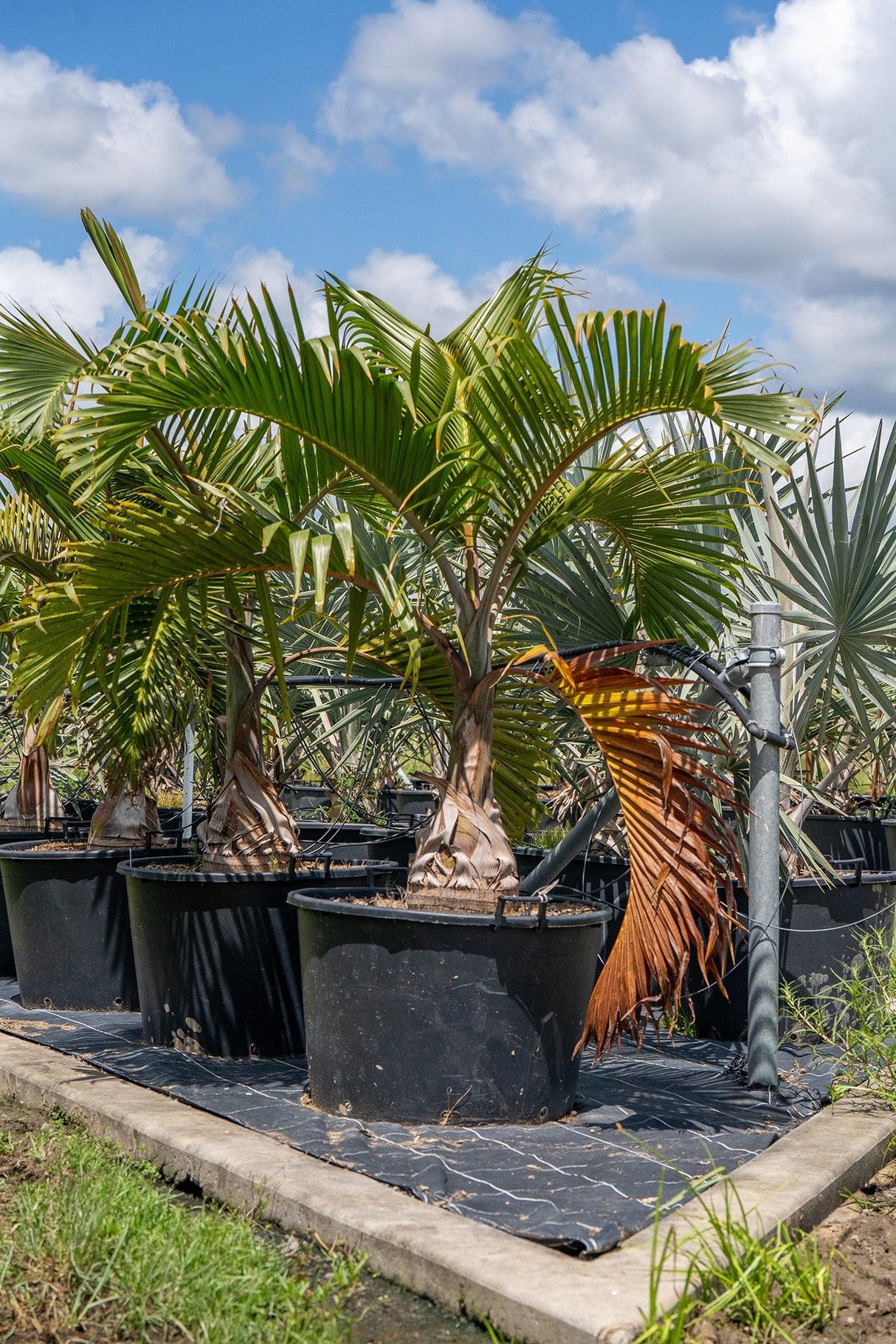 Bottle Palm - Hyophorbe lagenicaulis - Brisbane Plant Nursery