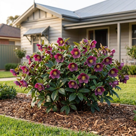 Ice Breaker Ruby Hellebore