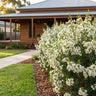 Ice Queen Geraldton Wax