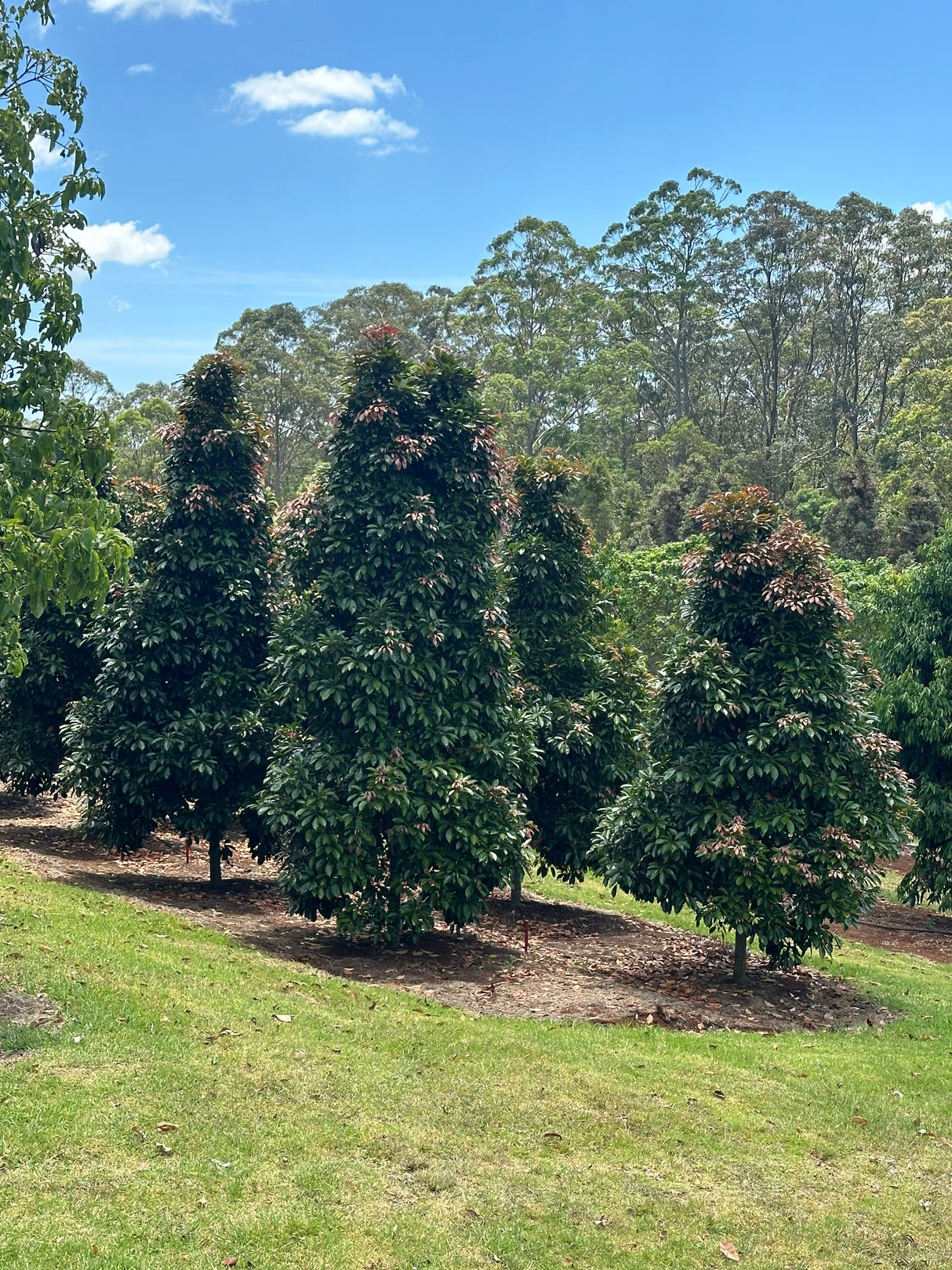 ELAEOCARPUS eumundi "Eumundi Quandong" (Eumundi Tree) - Ex Ground