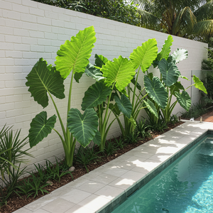 Elephants Ear Plant