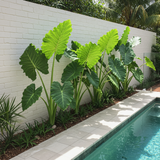 Elephants Ear Plant - Alocasia brisbanensis