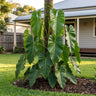 Imbe Philodendron