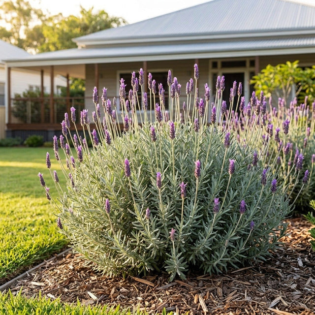 Imperial French Lavender