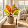 Imperial Gold Philodendron