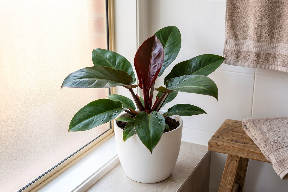 Imperial Red philodendron in a white pot beside a frosted window in a bright bathroom