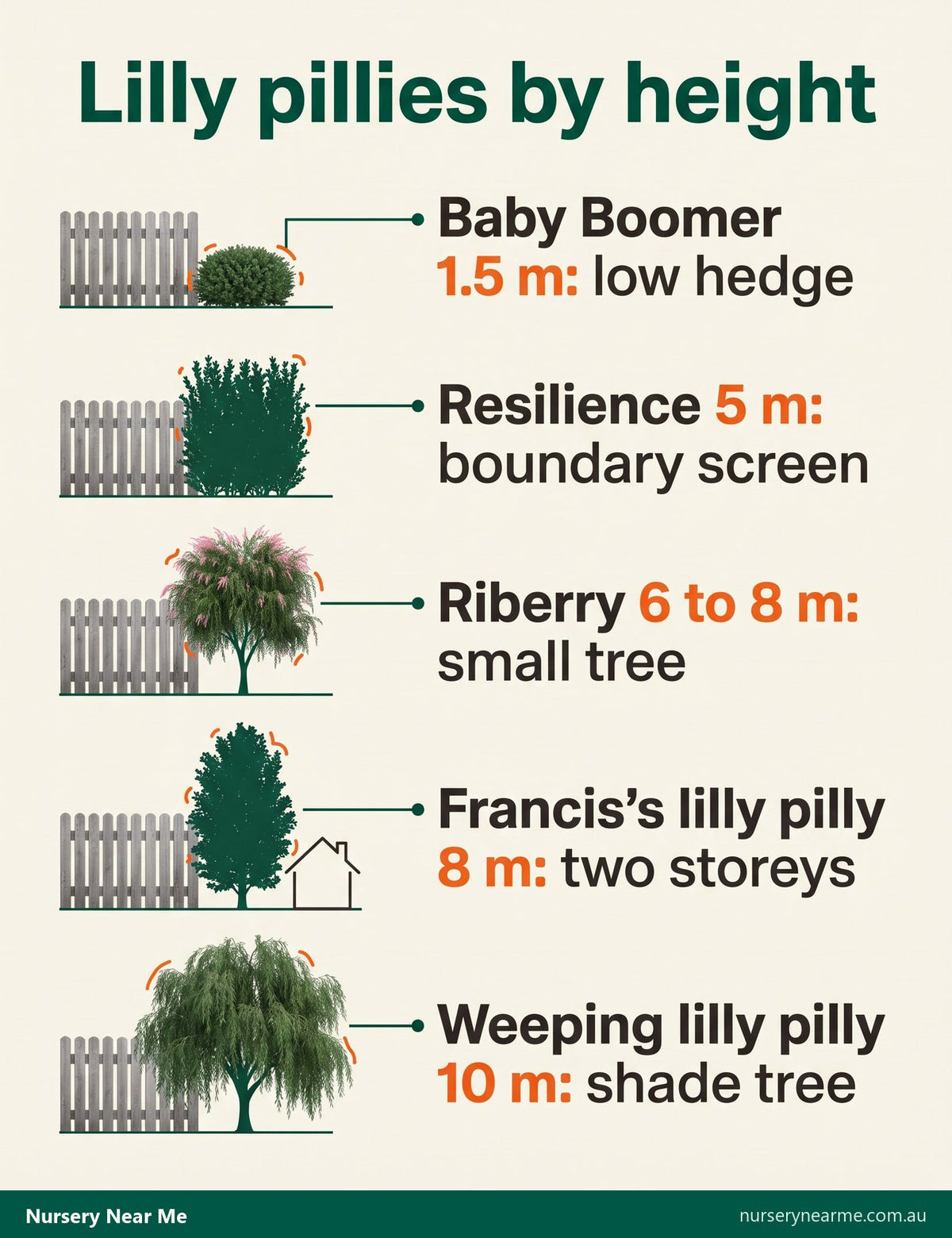 Infographic comparing five lilly pilly species and forms by height against a fence