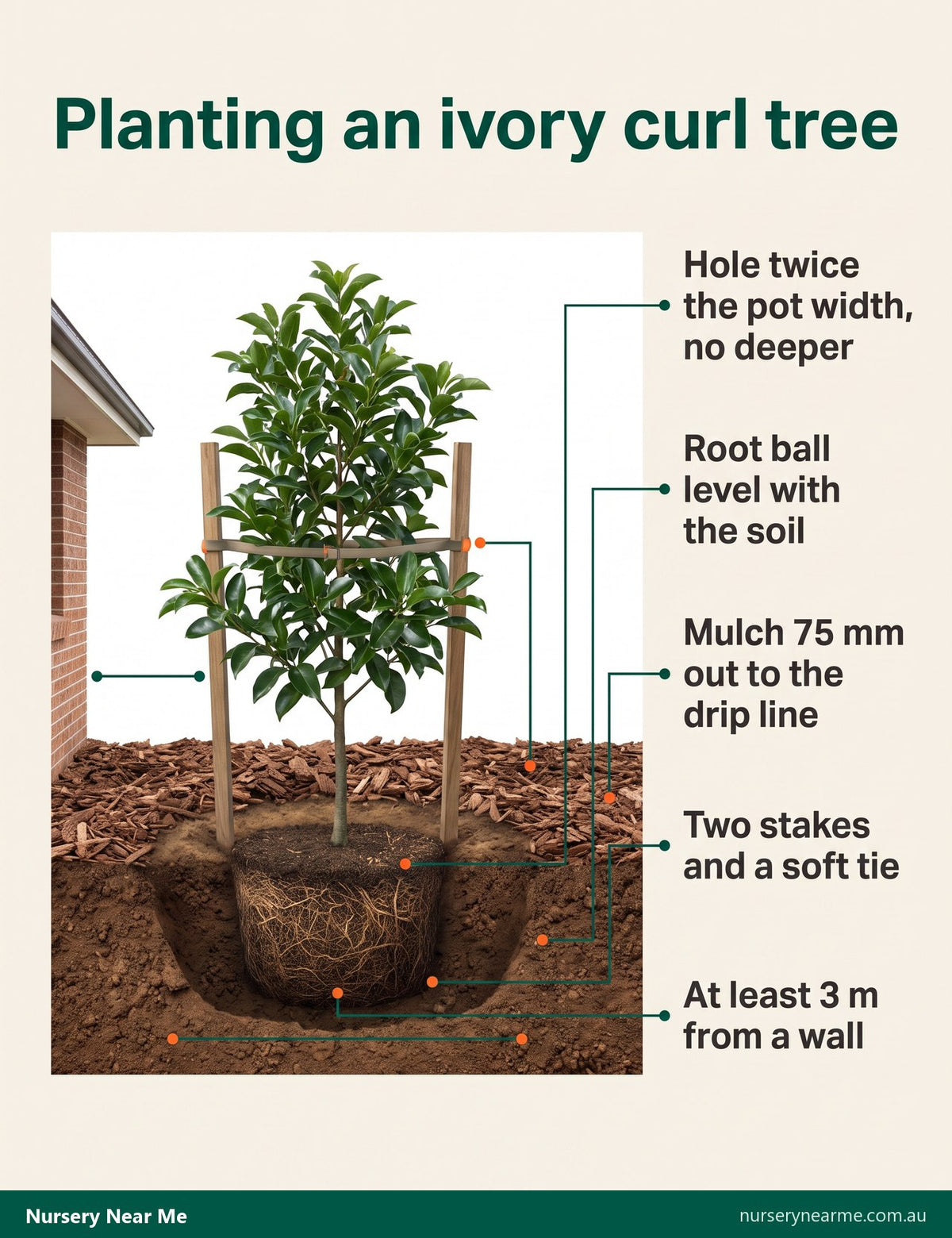 Infographic cutaway of planting an ivory curl tree with hole width, depth, mulch, stakes and distance from a wall