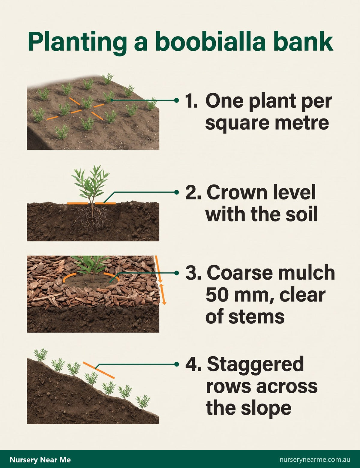 Infographic showing boobialla spacing, planting depth, mulch depth and staggered rows on a slope