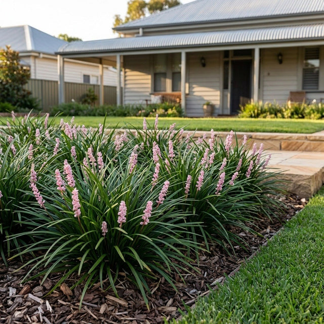 Isabella Liriope (Liriope muscari)