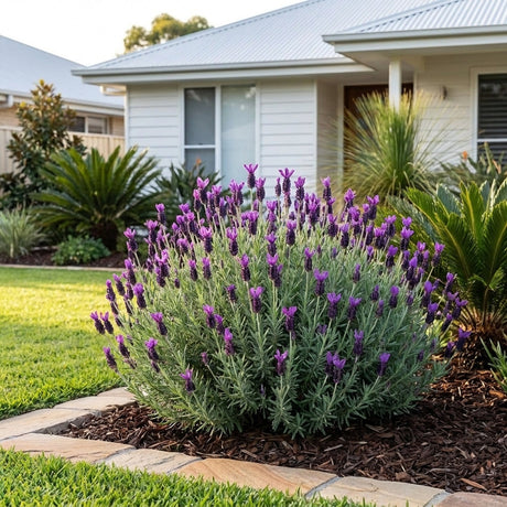 Lavender Avonview Lavandula stoechas in flower
