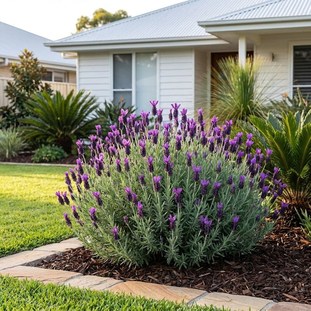Lavender Avonview Lavandula stoechas in flower