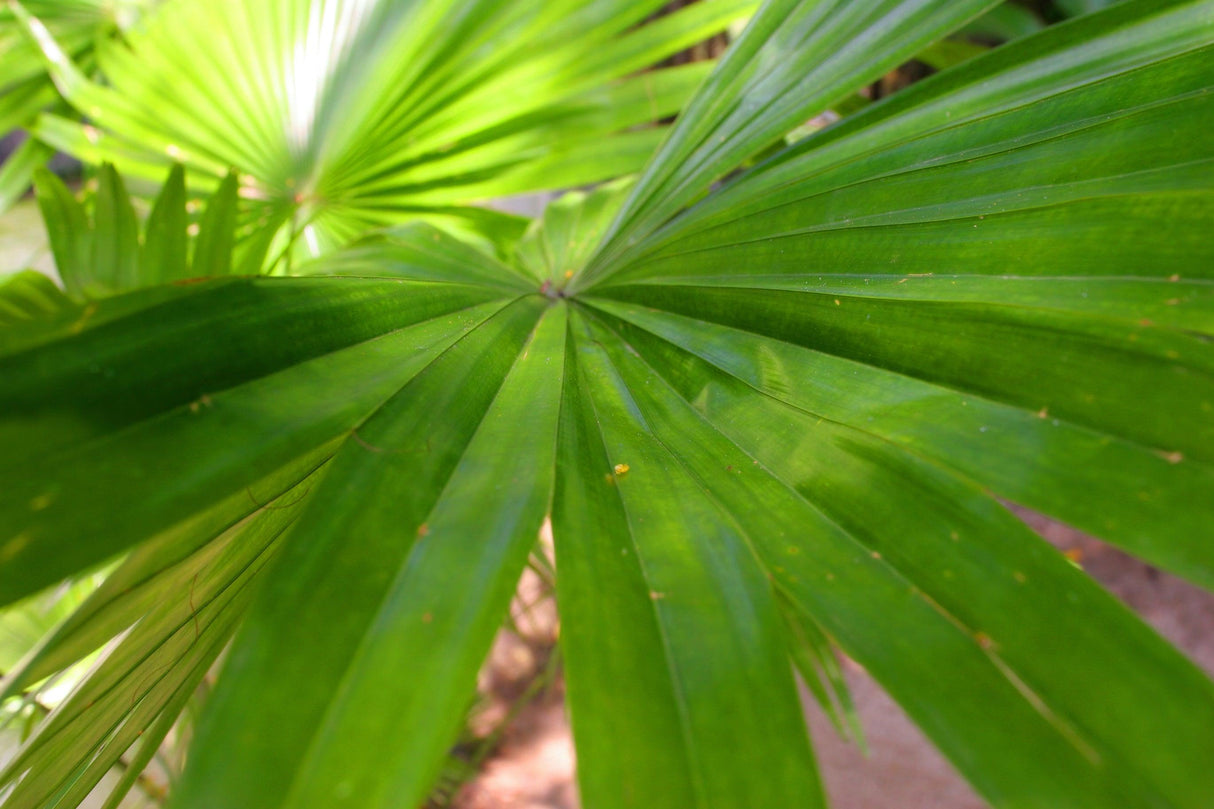 Itaya Palm - Itaya amicorum - Brisbane Plant Nursery