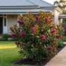 Ivanhoe Grevillea
