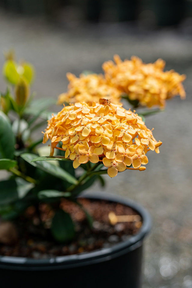 Compact Gold Ixora - Ixora chinensis 'Compact Gold' - Brisbane Plant Nursery