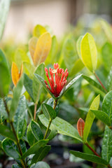 Compact Orange Ixora - Ixora chinensis 'Compact Orange' - Brisbane Plant Nursery