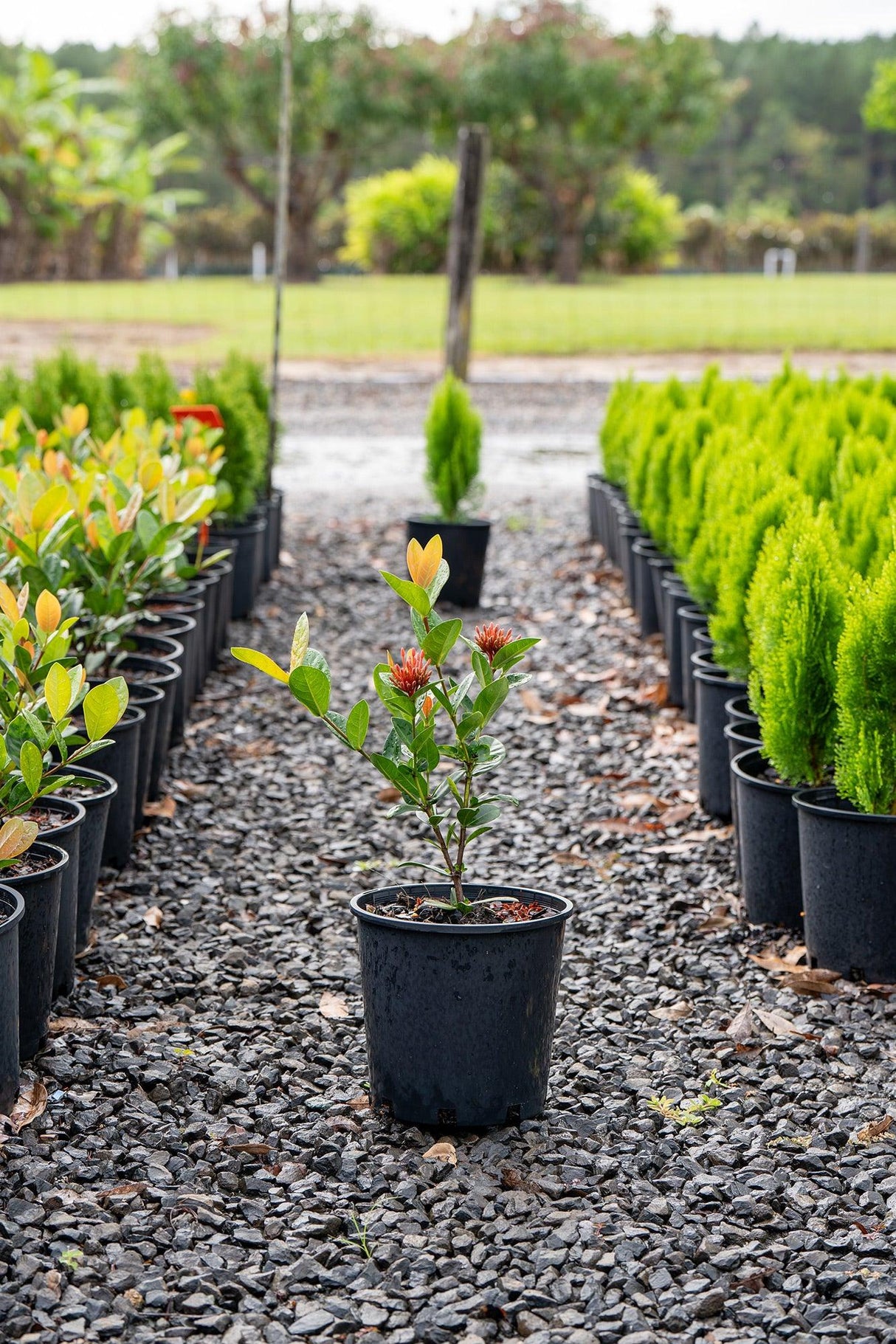 Compact Orange Ixora - Ixora chinensis 'Compact Orange' - Brisbane Plant Nursery