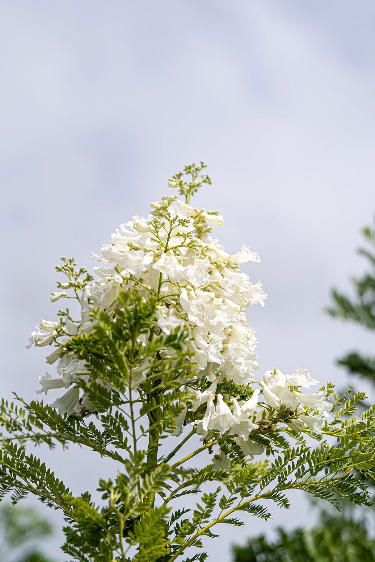 White Jacaranda Tree - Jacaranda mimosifolia 'Alba' - Brisbane Plant Nursery