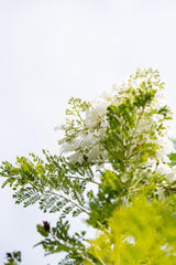 White Jacaranda Tree - Jacaranda mimosifolia 'Alba' - Brisbane Plant Nursery