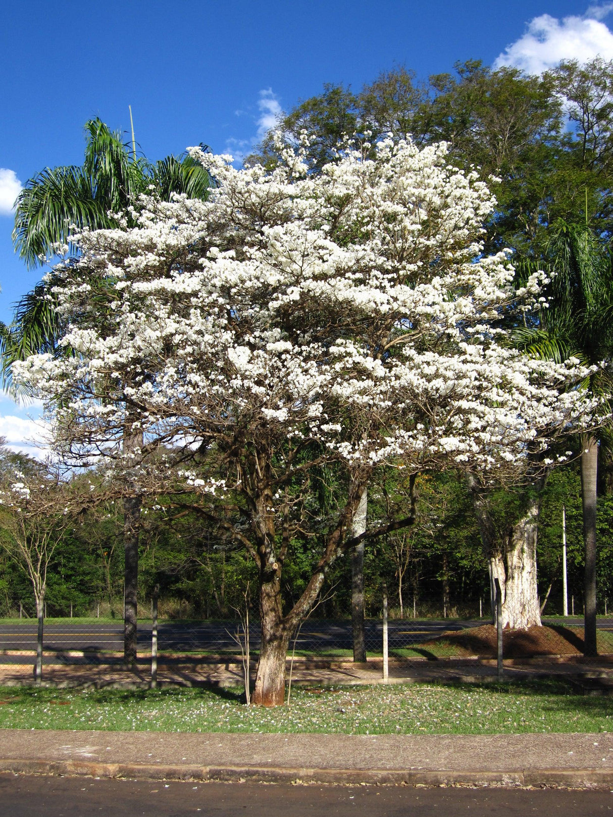 White Jacaranda Tree - Jacaranda mimosifolia 'Alba' - Brisbane Plant Nursery