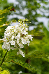 White Jacaranda Tree - Jacaranda mimosifolia 'Alba' - Brisbane Plant Nursery