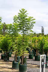 White Jacaranda Tree - Jacaranda mimosifolia 'Alba' - Brisbane Plant Nursery