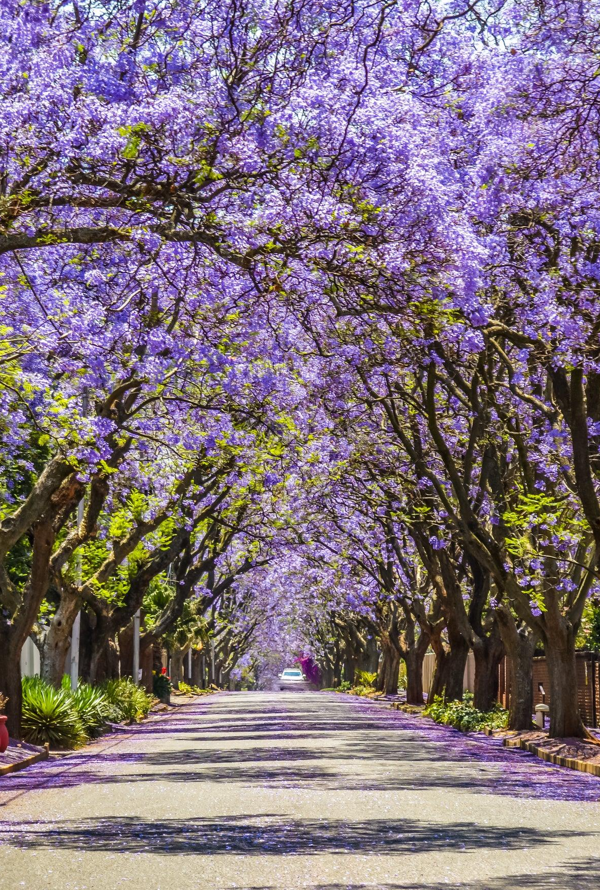 Jacaranda Tree - Jacaranda mimosifolia - Brisbane Plant Nursery