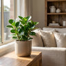 Jade Baby Rubber Plant