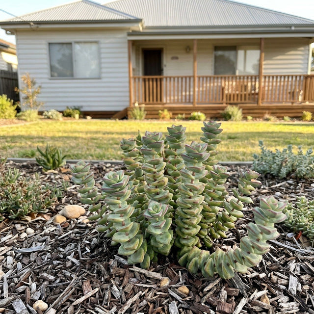 Jade Necklace (Crassula rupestris subsp. marnieriana) growing in a mulched garden bed in front of an Australian home