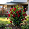 Jade Red Dipladenia
