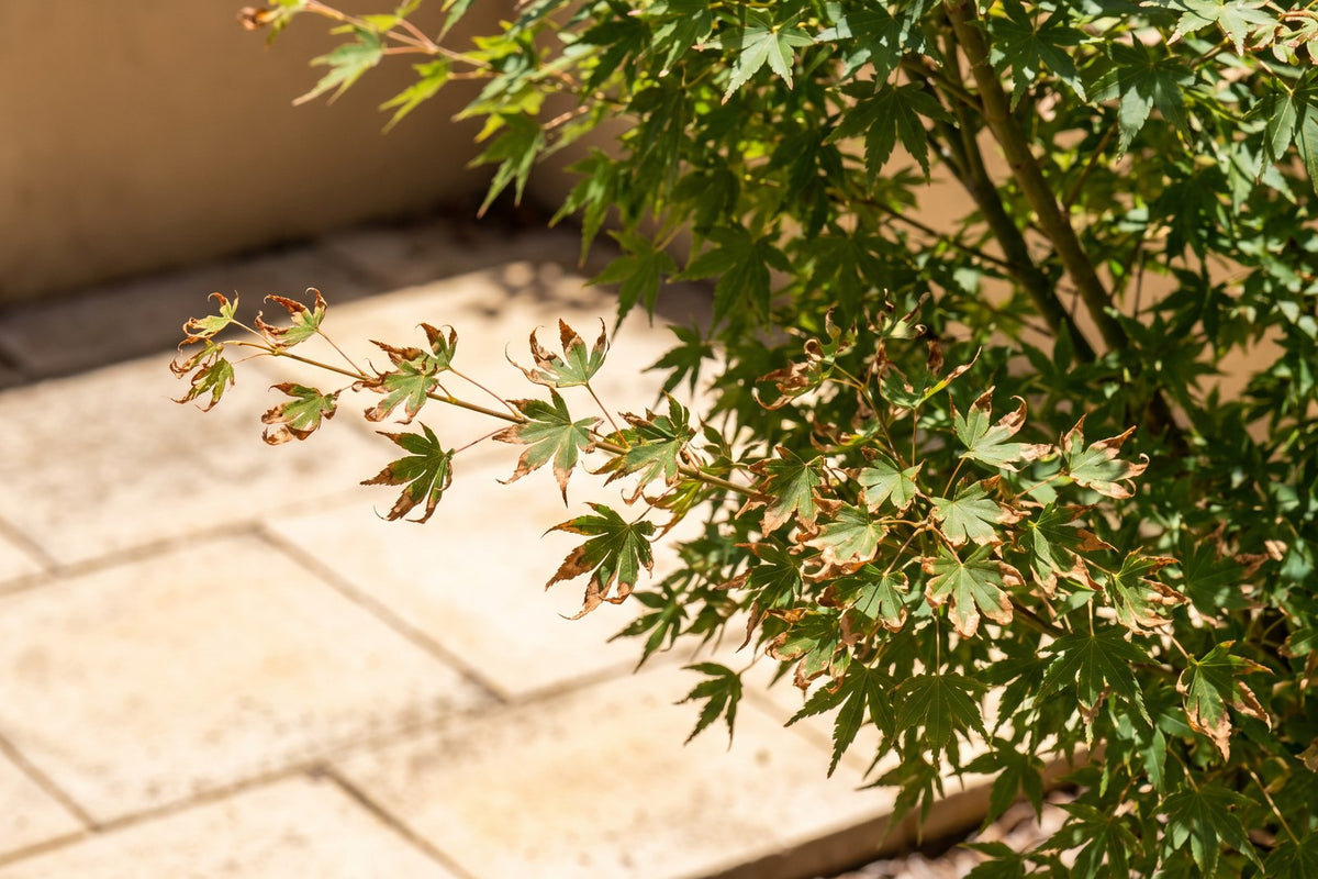 Japanese maple leaves with brown scorched tips and margins from hot afternoon wind