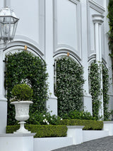 Star Jasmine - Trachelospermum jasminoides