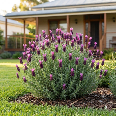 Javelin Forte Deep Rose Spanish Lavender