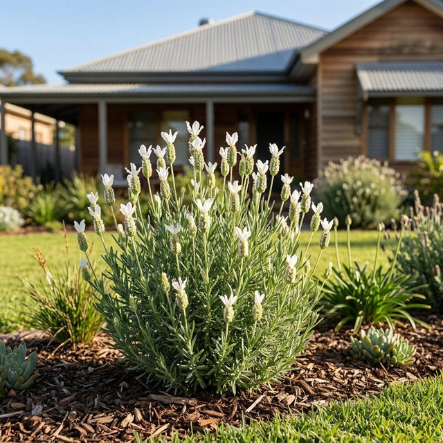 Javelin Forte White Spanish Lavender (Lavandula stoechas 'Javelin Forte White') growing in a mulched garden bed in front of an Australian home