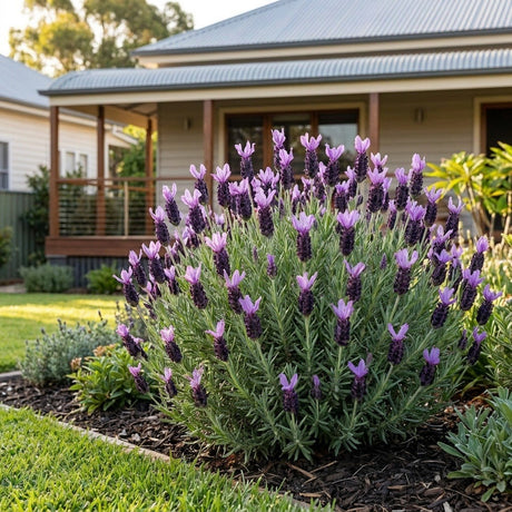 Italian Lavender (Lavandula stoechas)