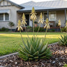 Jaws Aloe