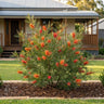 Jester Grevillea