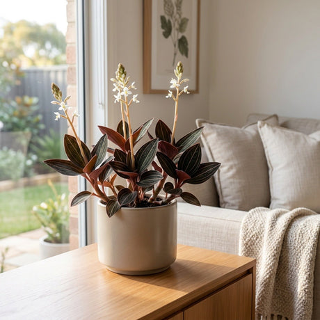 Jewel Orchid